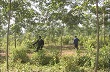 Triển vọng cây cao su tại Điện Biên